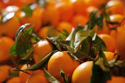 Close-up of orange fruits on tree