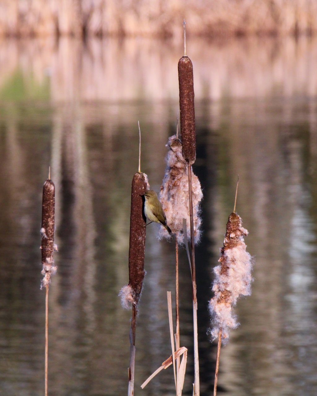 water, nature, focus on foreground, leaf, flower, no people, lake, reflection, cattail, plant, day, beauty in nature, animal, tranquility, tree, outdoors, autumn, close-up, wildlife, animal themes, animal wildlife