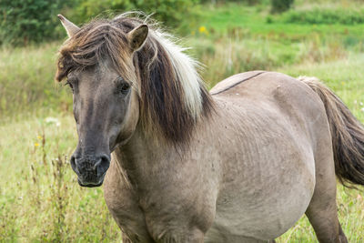 Horse standing in a field