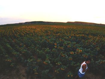 Scenic view of flower on field against sky