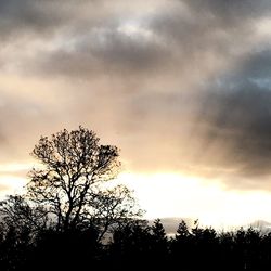 Silhouette of tree against cloudy sky