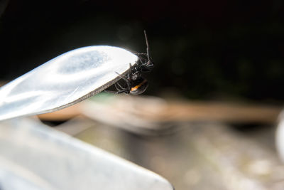 Close-up of bee