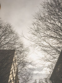 Low angle view of bare trees against sky