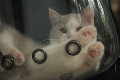 Close-up portrait of a cat