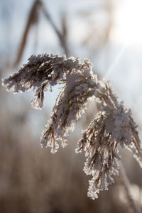 Close-up of frozen plant during winter