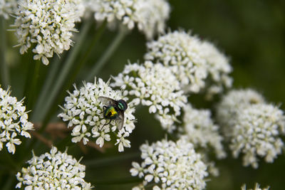 Close-up of bee on white flower