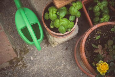 High angle view of potted plants