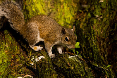 Close-up of squirrel on tree trunk