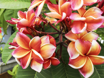 Close-up of pink flowering plants