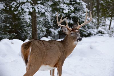 Portrait of deer standing on snow covered field