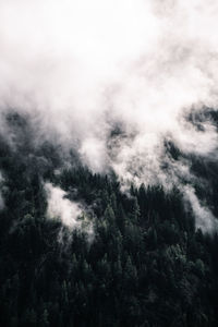 Low angle view of trees against sky