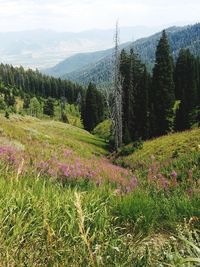 Scenic view of field and mountains against sky