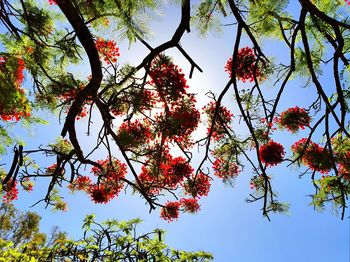Low angle view of fruits hanging on tree against sky
