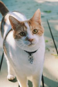 Close-up portrait of cat