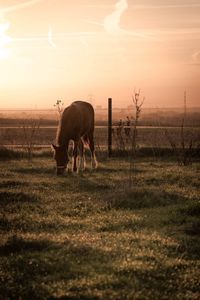 Horse grazing on field against sky during sunset