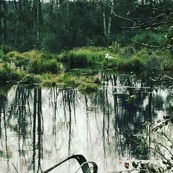 Scenic view of lake in forest