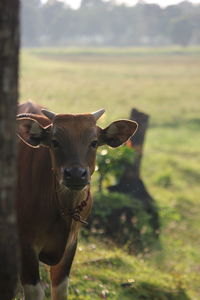 Portrait of cow on field