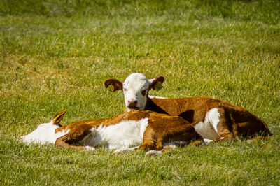 Portrait of cow relaxing on field