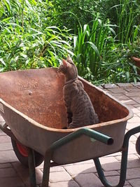 Close-up of potted plant on chair