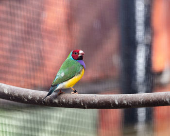Close-up of parrot perching on branch