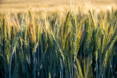 Close-up of wheat growing on field