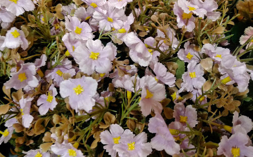 High angle view of flowering plants