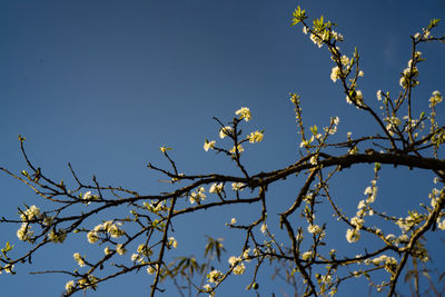 Low angle view of blooming tree against blue sky