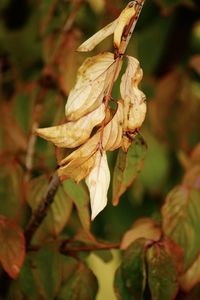 Close-up of wilted flower plant