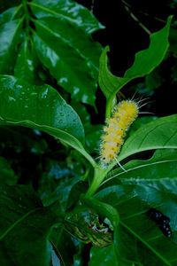 Close-up of insect on plant