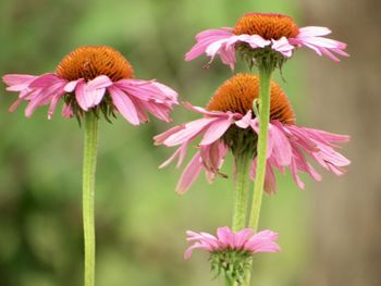 Close-up of pink flowering plant