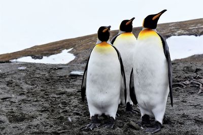 View of birds on snow covered land