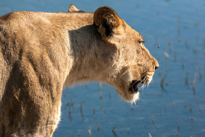Side view of lioness by lake