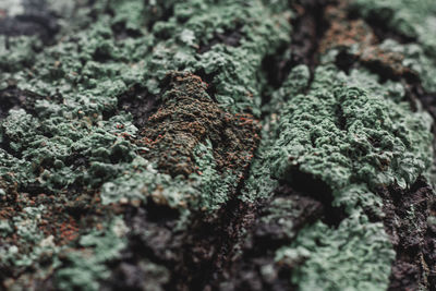 Full frame shot of moss growing on tree trunk