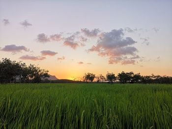 Scenic view of agricultural field against sky at sunset