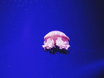 Close-up of jellyfish underwater