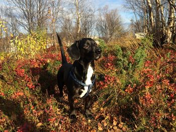 Dog standing on field during autumn