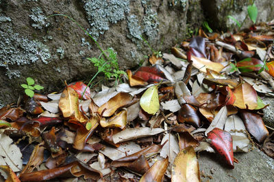Close-up of autumn leaves