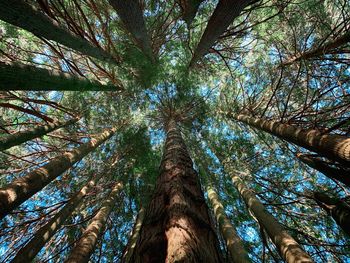 Low angle view of trees against sky