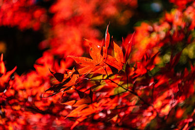 Close-up of maple leaves on tree