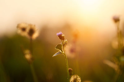 Close-up of flowering plant on field