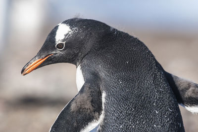 Close-up of penguin