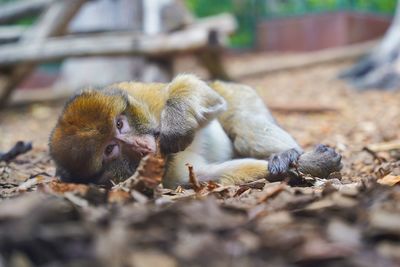 Close-up of monkey on leaves