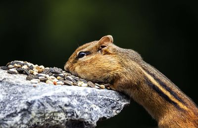 Close-up of squirrel on rock