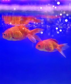 Close-up of fish swimming in aquarium