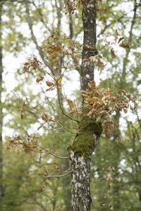 Low angle view of tree