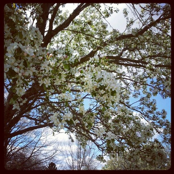 Treeblossoms