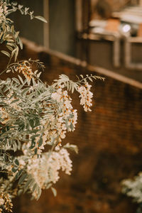 Close-up of white flowering plant