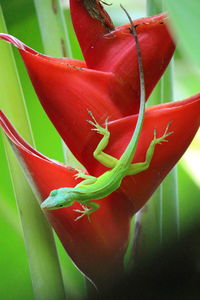 Close-up of red flower