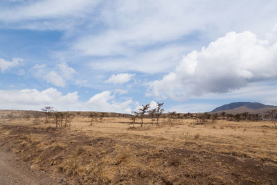 Panoramic view of a desert