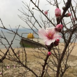 Close-up of pink flowers blooming on tree